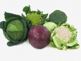 Choux famille : frisé, romanesco, rouge, vert, broccoli etchou-fleur, spécimens sans défauts